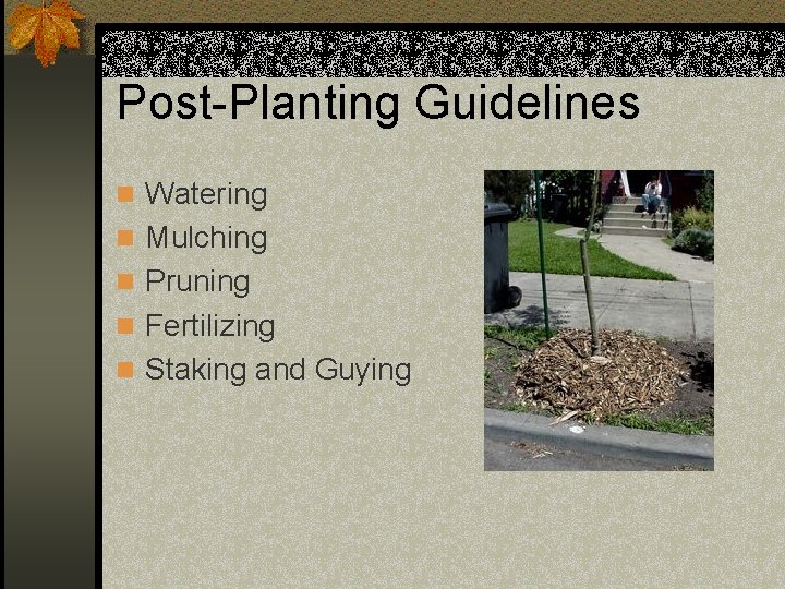 Post-Planting Guidelines n Watering n Mulching n Pruning n Fertilizing n Staking and Guying