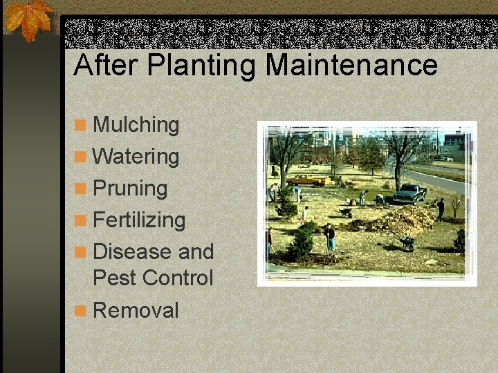 After Planting Maintenance n Mulching n Watering n Pruning n Fertilizing n Disease and