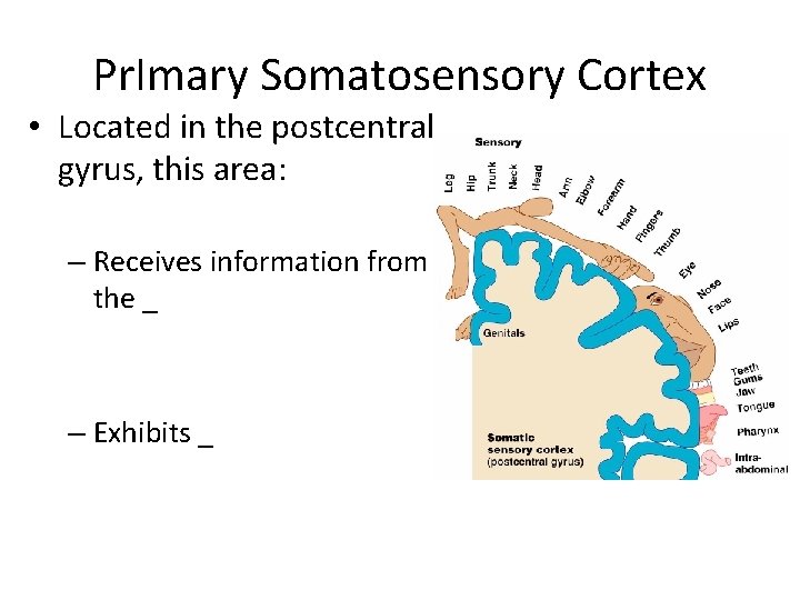 Pr. Imary Somatosensory Cortex • Located in the postcentral gyrus, this area: – Receives