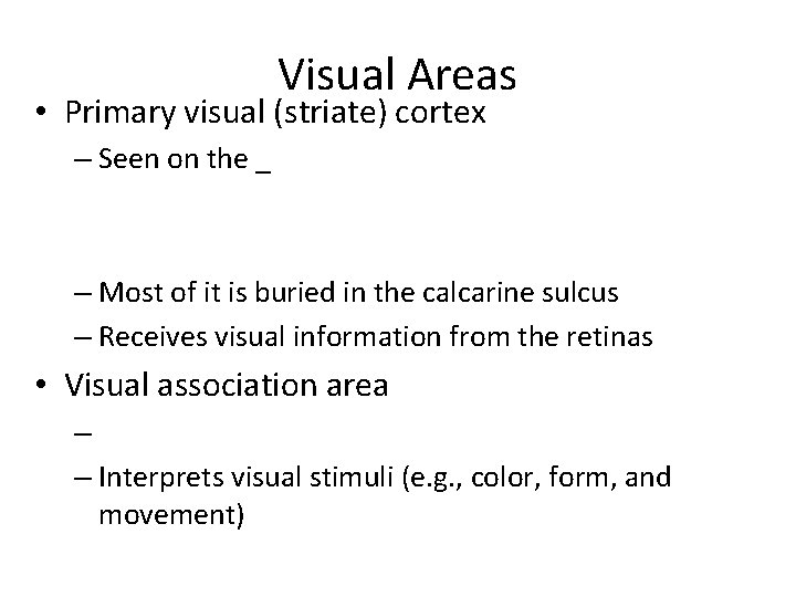 Visual Areas • Primary visual (striate) cortex – Seen on the _ – Most