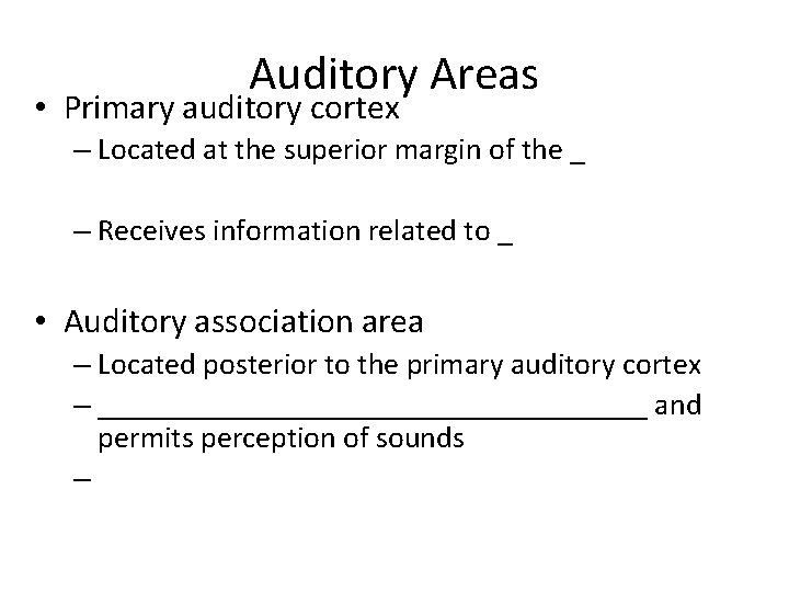 Auditory Areas • Primary auditory cortex – Located at the superior margin of the