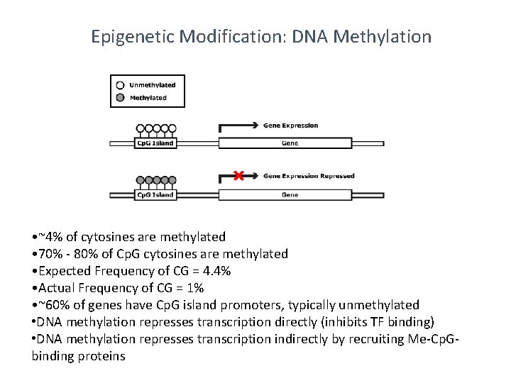 Epigenetic Modification: DNA Methylation • ~4% of cytosines are methylated • 70% - 80%