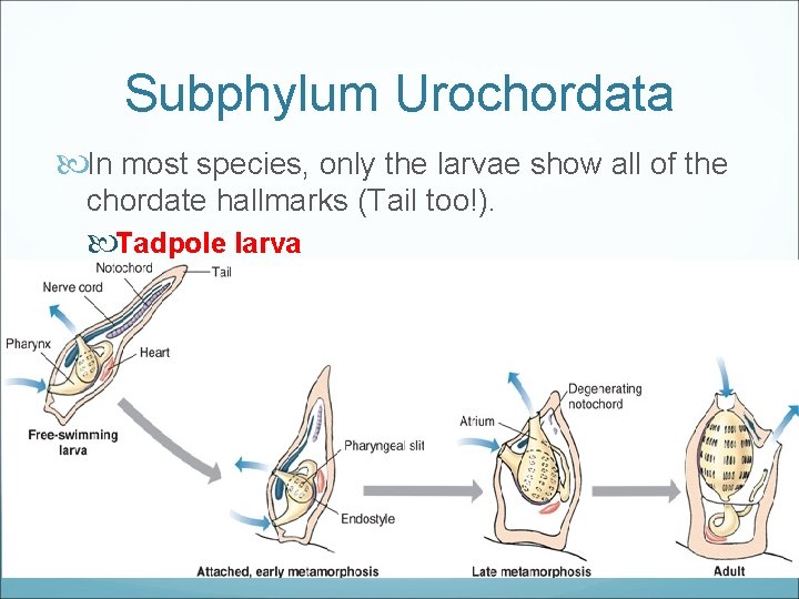 Subphylum Urochordata In most species, only the larvae show all of the chordate hallmarks