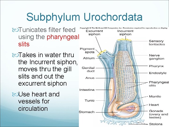 Subphylum Urochordata Tunicates filter feed using the pharyngeal slits Takes in water thru the