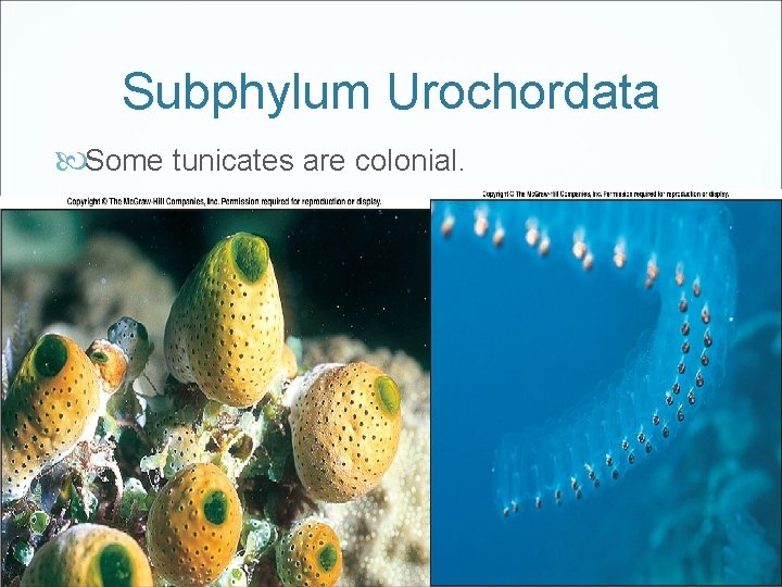 Subphylum Urochordata Some tunicates are colonial. 