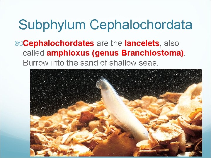 Subphylum Cephalochordata Cephalochordates are the lancelets, also called amphioxus (genus Branchiostoma). Burrow into the