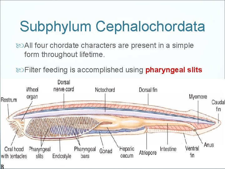 Subphylum Cephalochordata All four chordate characters are present in a simple form throughout lifetime.