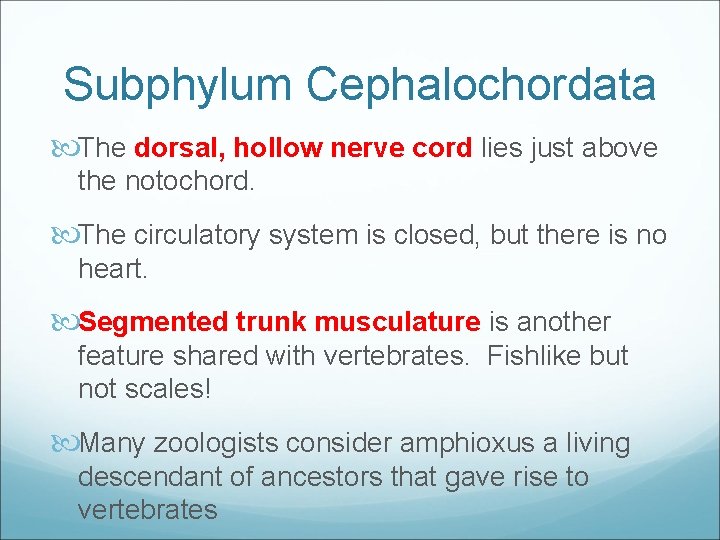 Subphylum Cephalochordata The dorsal, hollow nerve cord lies just above the notochord. The circulatory