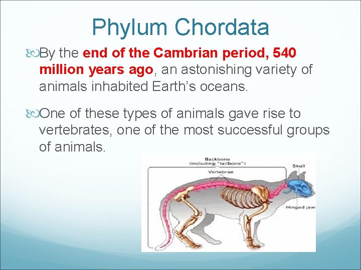 Phylum Chordata By the end of the Cambrian period, 540 million years ago, an