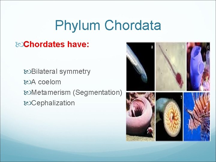 Phylum Chordata Chordates have: Bilateral symmetry A coelom Metamerism (Segmentation) Cephalization 