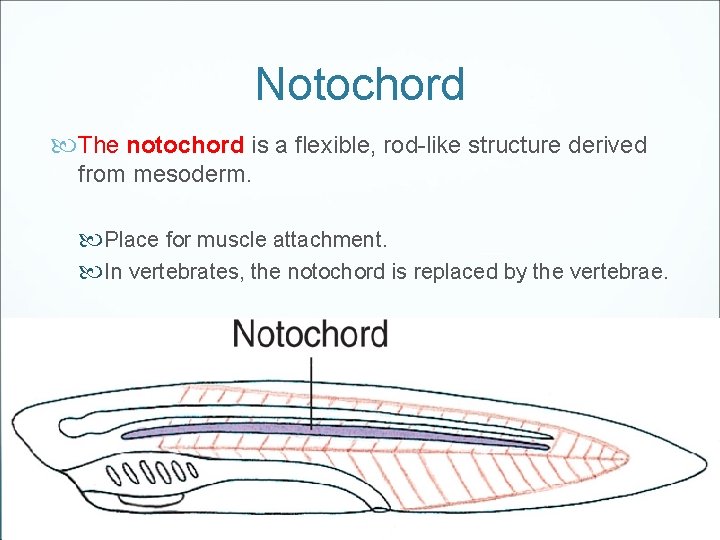 Notochord The notochord is a flexible, rod-like structure derived from mesoderm. Place for muscle