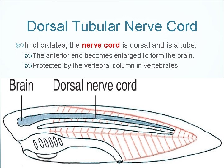 Dorsal Tubular Nerve Cord In chordates, the nerve cord is dorsal and is a