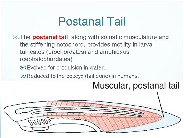 Postanal Tail The postanal tail, along with somatic musculature and the stiffening notochord, provides