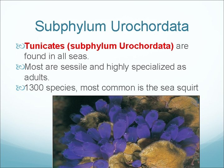 Subphylum Urochordata Tunicates (subphylum Urochordata) are found in all seas. Most are sessile and