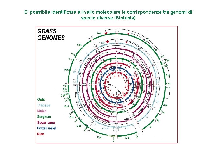E’ possibile identificare a livello molecolare le corrispondenze tra genomi di specie diverse (Sintenia)