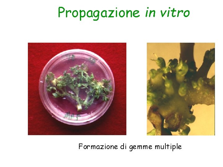 Propagazione in vitro Formazione di gemme multiple 