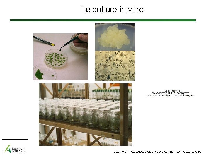 Le colture in vitro Corso di Genetica agraria, Prof. Domenico Carputo - Anno Acc.