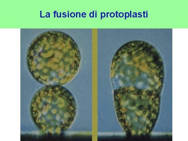 La fusione di protoplasti 