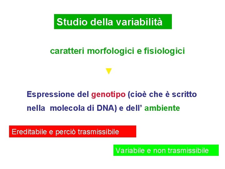 Studio della variabilità caratteri morfologici e fisiologici Espressione del genotipo (cioè che è scritto