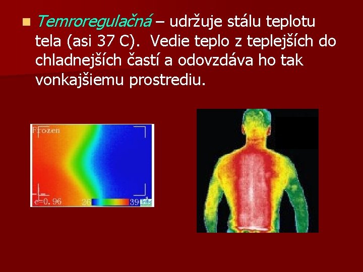 n Temroregulačná – udržuje stálu teplotu tela (asi 37 C). Vedie teplo z teplejších