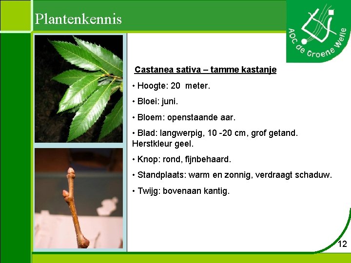 Plantenkennis Castanea sativa – tamme kastanje • Hoogte: 20 meter. • Bloei: juni. •