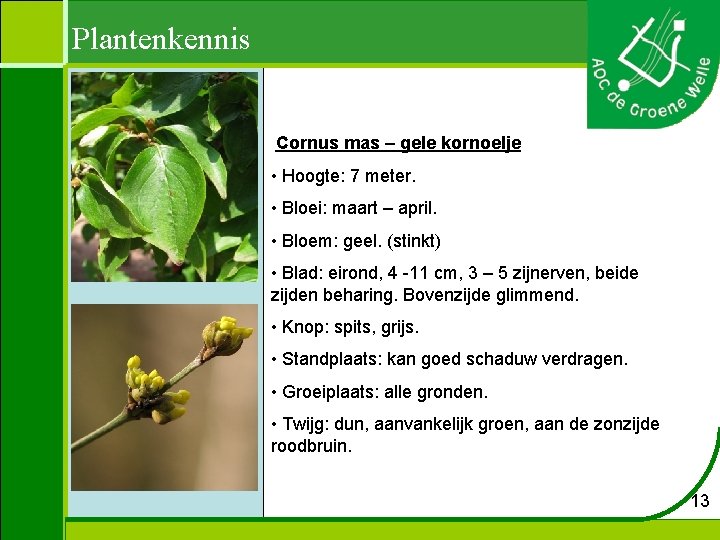 Plantenkennis Cornus mas – gele kornoelje • Hoogte: 7 meter. • Bloei: maart –
