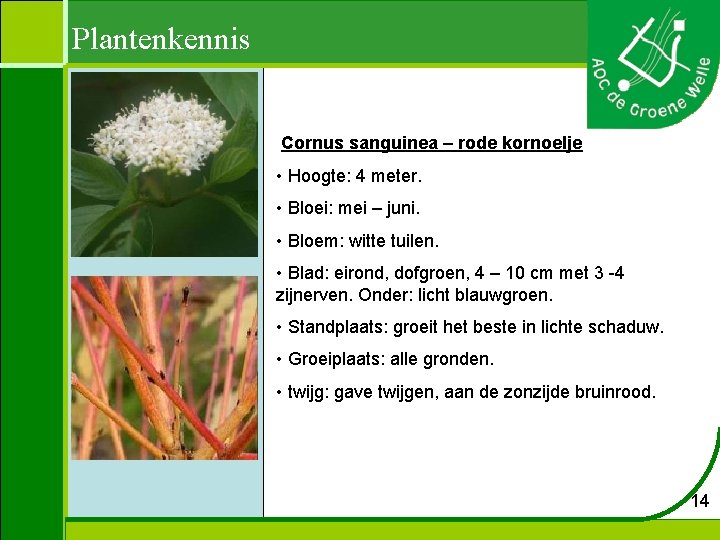 Plantenkennis Cornus sanguinea – rode kornoelje • Hoogte: 4 meter. • Bloei: mei –