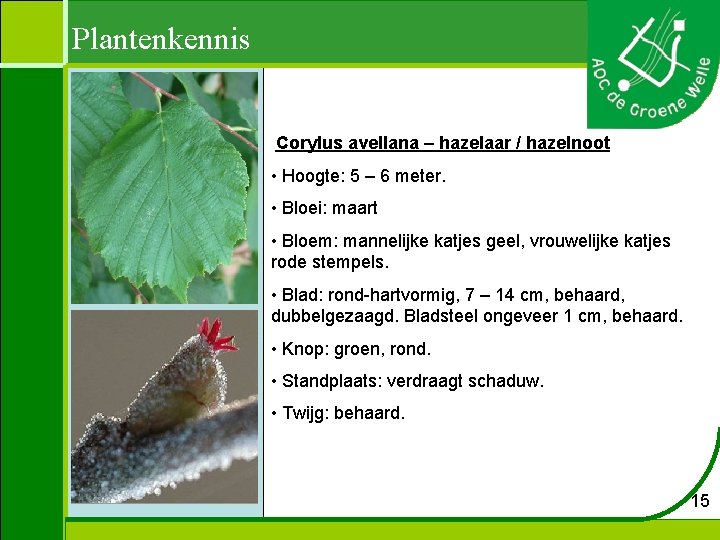 Plantenkennis Corylus avellana – hazelaar / hazelnoot • Hoogte: 5 – 6 meter. •