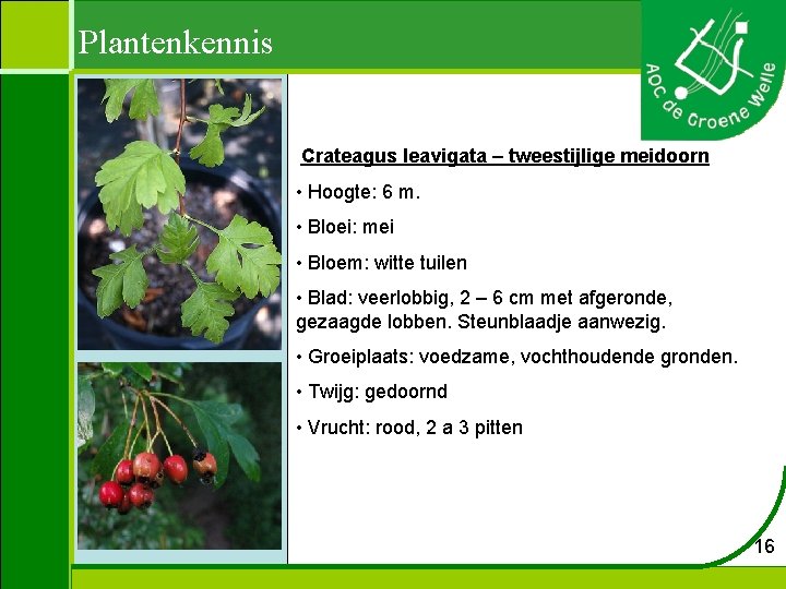 Plantenkennis Crateagus leavigata – tweestijlige meidoorn • Hoogte: 6 m. • Bloei: mei •