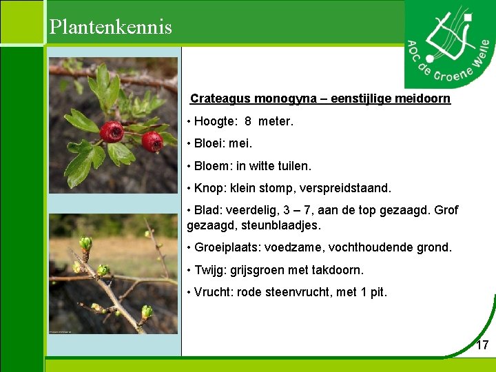 Plantenkennis Crateagus monogyna – eenstijlige meidoorn • Hoogte: 8 meter. • Bloei: mei. •