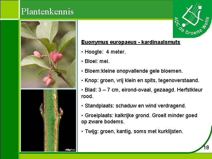 Plantenkennis Euonymus europaeus - kardinaalsmuts • Hoogte: 4 meter. • Bloei: mei. • Bloem: