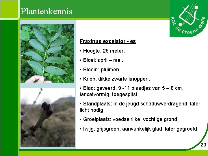 Plantenkennis Fraxinus excelsior - es • Hoogte: 25 meter. • Bloei: april – mei.