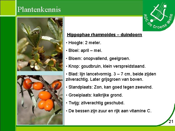 Plantenkennis Hippophae rhamnoides – duindoorn • Hoogte: 2 meter. • Bloei: april – mei.