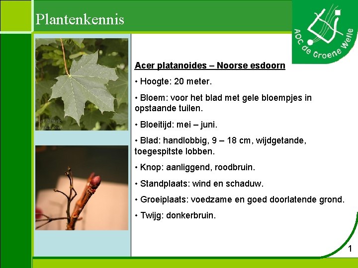 Plantenkennis Acer platanoides – Noorse esdoorn • Hoogte: 20 meter. • Bloem: voor het