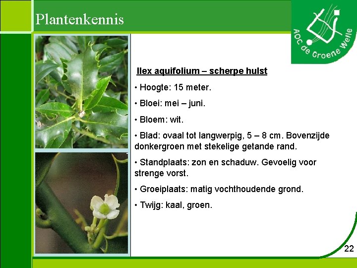 Plantenkennis Ilex aquifolium – scherpe hulst • Hoogte: 15 meter. • Bloei: mei –