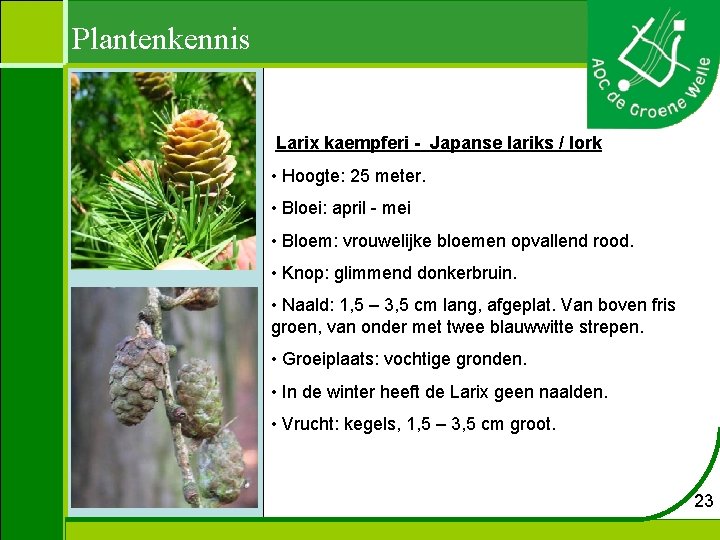 Plantenkennis Larix kaempferi - Japanse lariks / lork • Hoogte: 25 meter. • Bloei: