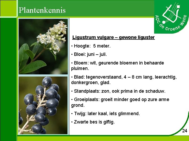 Plantenkennis Ligustrum vulgare – gewone liguster • Hoogte: 5 meter. • Bloei: juni –