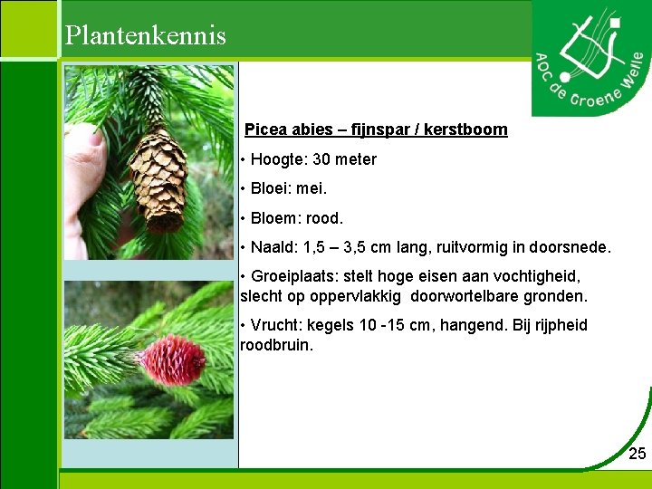 Plantenkennis Picea abies – fijnspar / kerstboom • Hoogte: 30 meter • Bloei: mei.