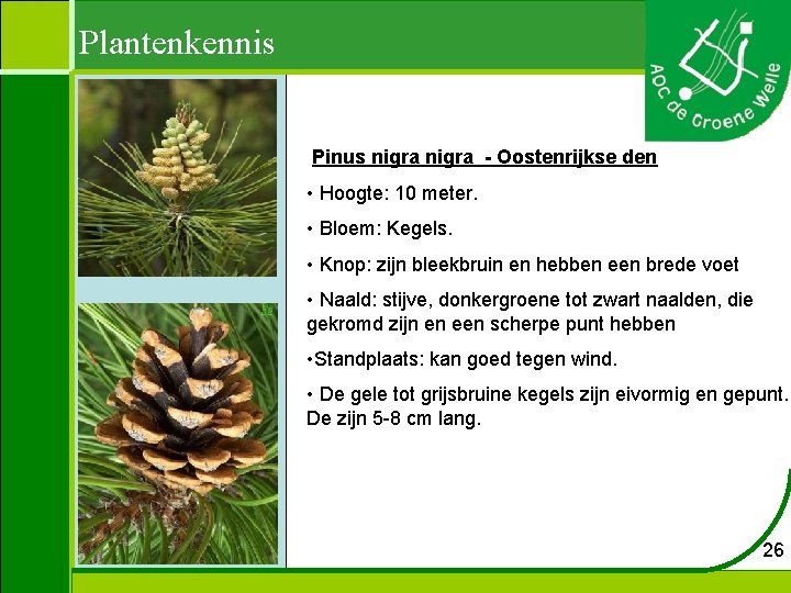 Plantenkennis Pinus nigra - Oostenrijkse den • Hoogte: 10 meter. • Bloem: Kegels. •