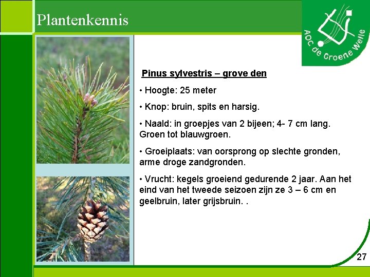 Plantenkennis Pinus sylvestris – grove den • Hoogte: 25 meter • Knop: bruin, spits