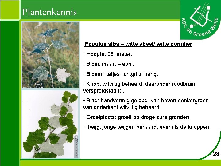 Plantenkennis Populus alba – witte abeel/ witte populier • Hoogte: 25 meter. • Bloei: