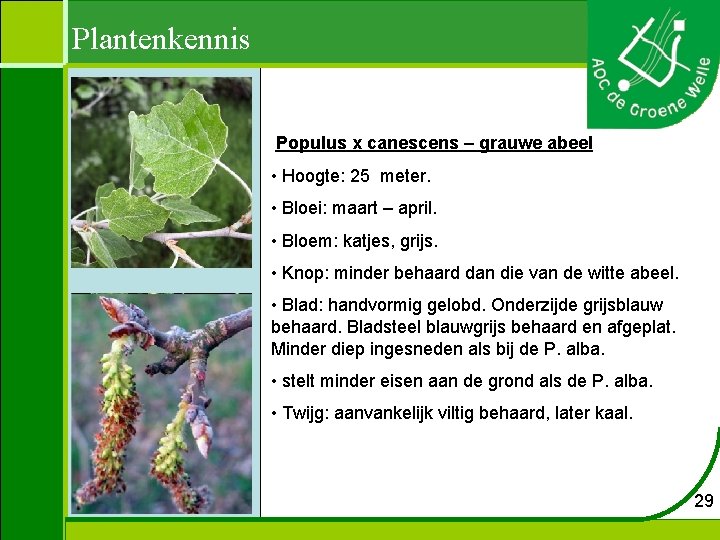 Plantenkennis Populus x canescens – grauwe abeel • Hoogte: 25 meter. • Bloei: maart