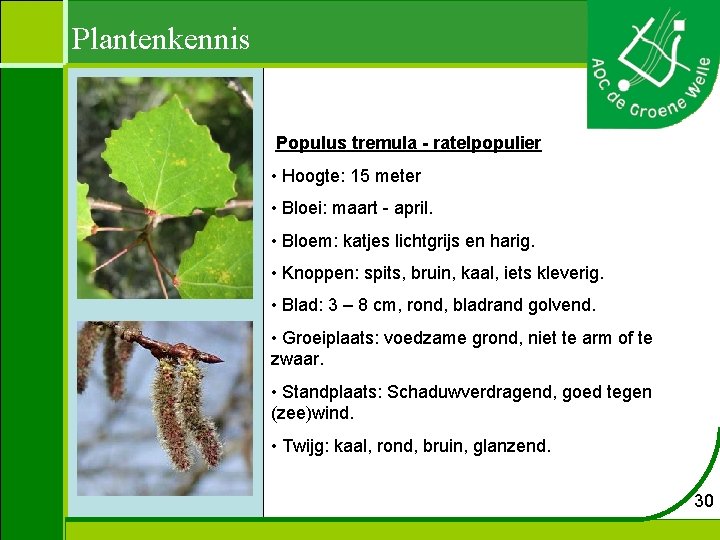 Plantenkennis Populus tremula - ratelpopulier • Hoogte: 15 meter • Bloei: maart - april.