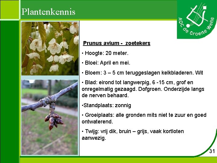 Plantenkennis Prunus avium - zoetekers • Hoogte: 20 meter. • Bloei: April en mei.