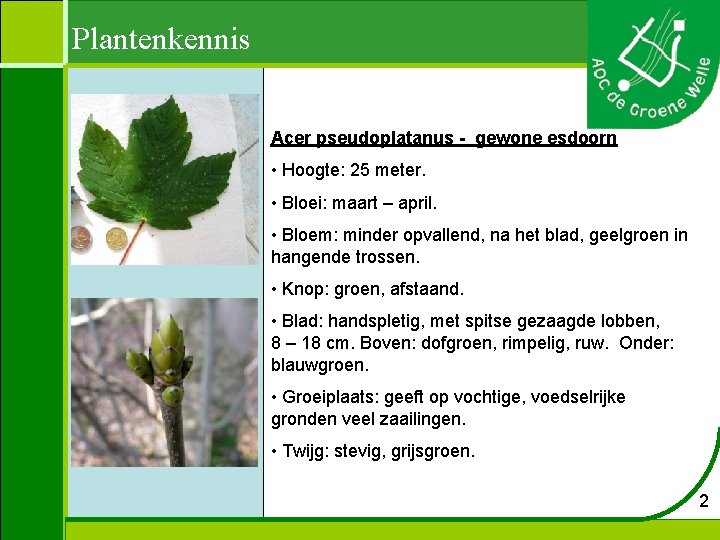 Plantenkennis Acer pseudoplatanus - gewone esdoorn • Hoogte: 25 meter. • Bloei: maart –