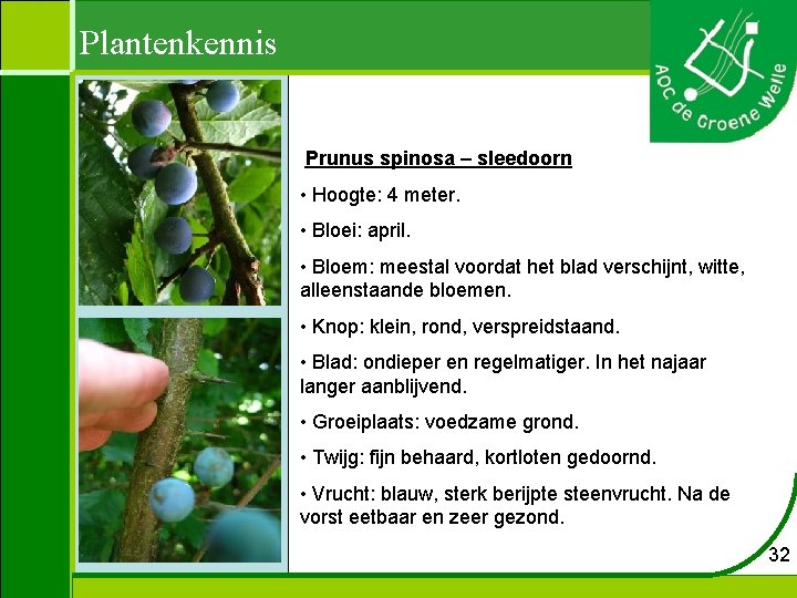 Plantenkennis Prunus spinosa – sleedoorn • Hoogte: 4 meter. • Bloei: april. • Bloem: