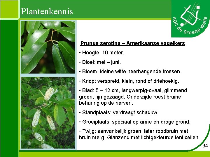 Plantenkennis Prunus serotina – Amerikaanse vogelkers • Hoogte: 10 meter. • Bloei: mei –