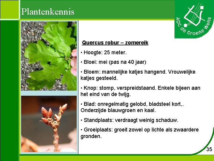 Plantenkennis Quercus robur – zomereik • Hoogte: 25 meter. • Bloei: mei (pas na