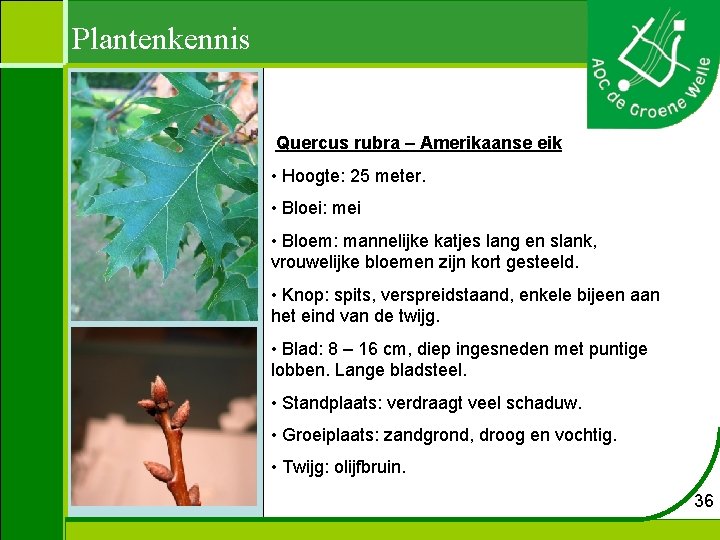 Plantenkennis Quercus rubra – Amerikaanse eik • Hoogte: 25 meter. • Bloei: mei •