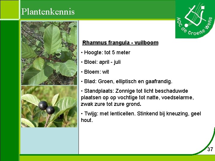 Plantenkennis Rhamnus frangula - vuilboom • Hoogte: tot 5 meter • Bloei: april -